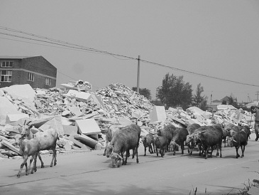萊州柞村鎮石材過度開發 廢料隨處丟棄污染環境
