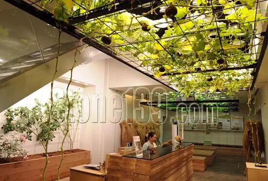 石材從業(yè)者的工作環(huán)境夢(mèng)想終極篇 辦公室的綠色