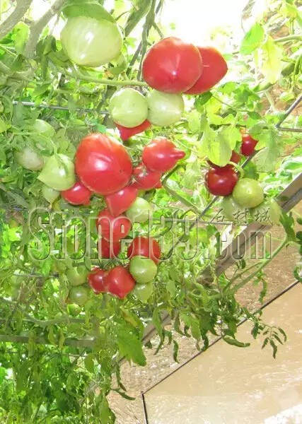 石材從業(yè)者的工作環(huán)境夢(mèng)想終極篇 辦公室的綠色