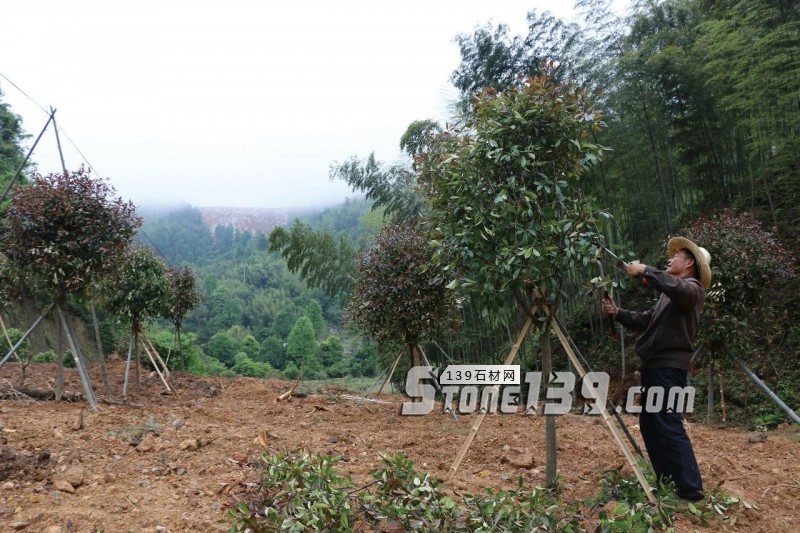 邊開礦邊種樹，福建富強石材企業為什么要這樣做？