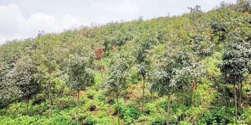 礦山環境&ldquo;開發式治理&rdquo;之路如何走？