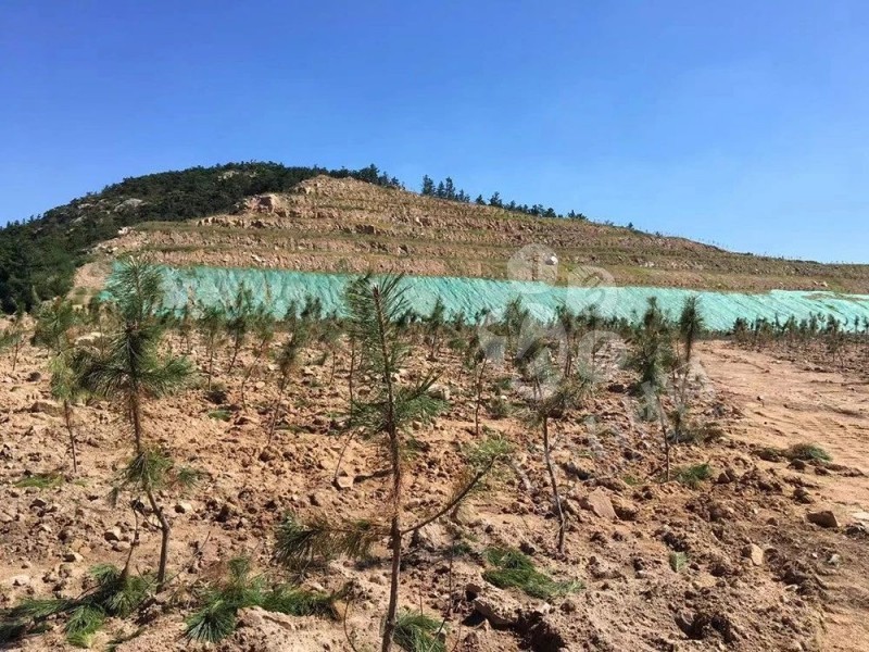 山東榮成（石島紅皇室珍珠產地）：鐵腕修復礦山，再塑生態(tài)翠屏
