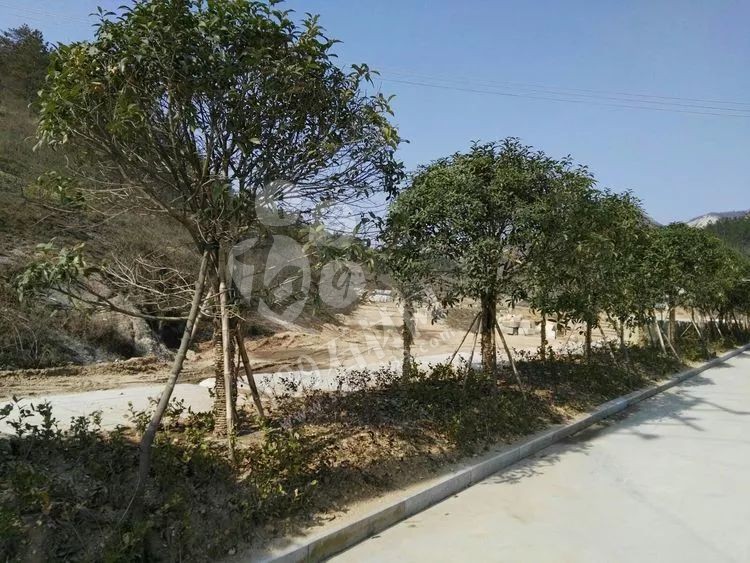 湖北隨州石材業(yè)國家鼓勵發(fā)展的產業(yè)集群！且黃金麻可以下料了！