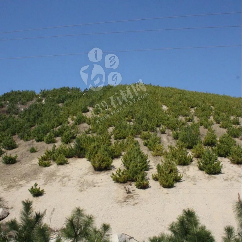 山東五蓮石材市場