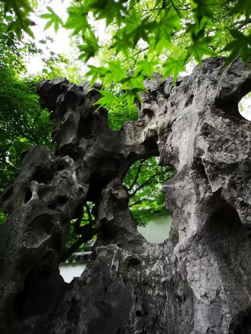 中國太湖石之南北差異 留園內的傳奇太湖石