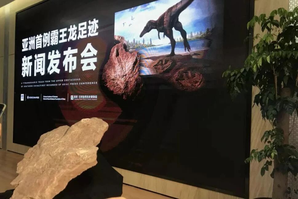 中國發現霸王龍足跡，收藏于南安水頭鎮英良世界石材自然歷史博物館