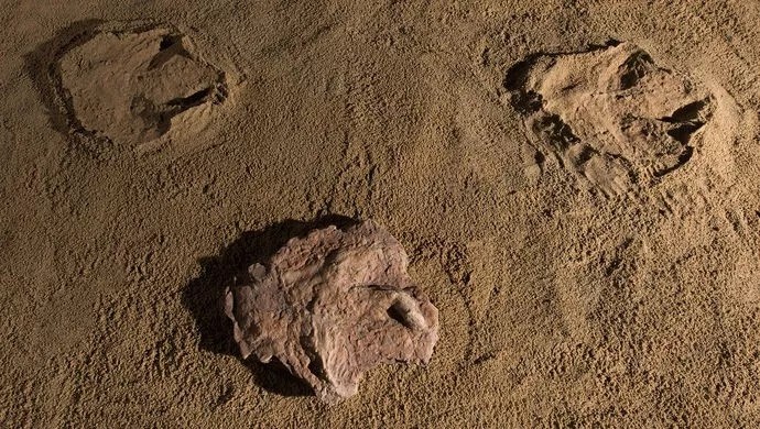 中國發現霸王龍足跡，收藏于南安水頭鎮英良世界石材自然歷史博物館