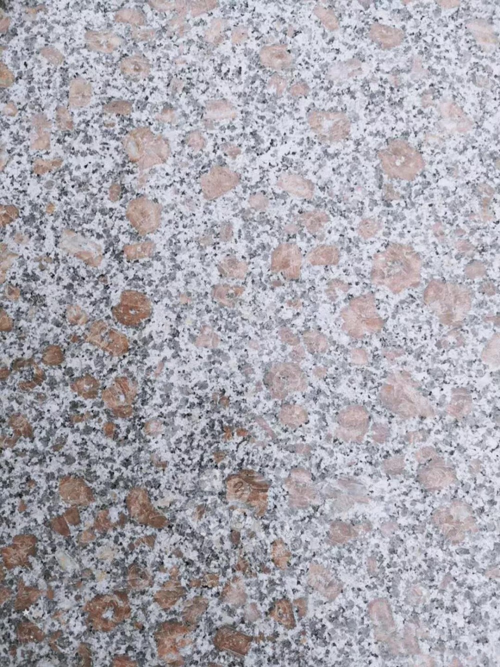 山東招遠(yuǎn)珍珠花、珍珠紅、珍珠灰