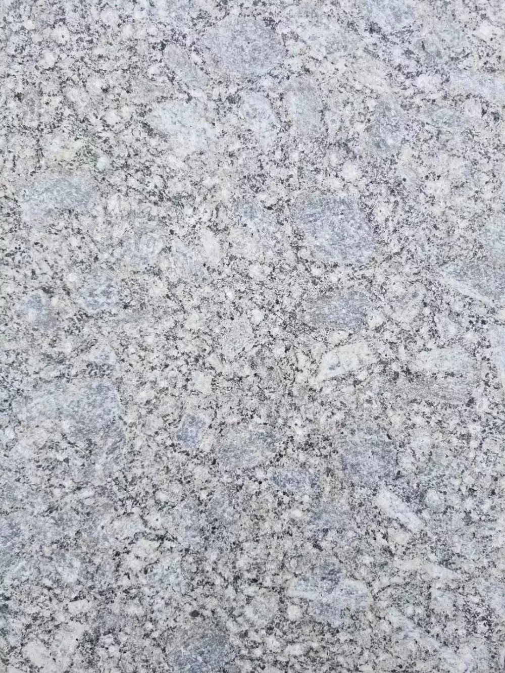 山東招遠(yuǎn)珍珠花、珍珠紅、珍珠灰