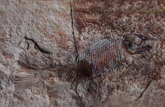 眉山首例！丹棱幸福古村發(fā)現(xiàn)疑距今約一億三千五百萬年的“魚化石”！ 