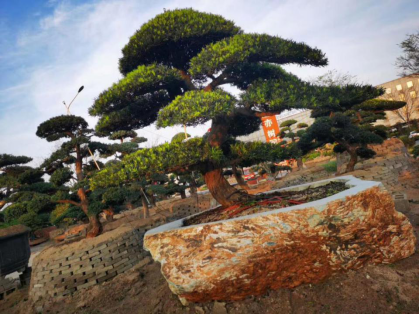 晏輝：用石材做的花盆真的人見人愛，每一款都獨具味道