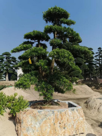 晏輝：用石材做的花盆真的人見人愛，每一款都獨具味道