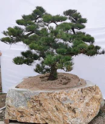 晏輝：用石材做的花盆真的人見人愛，每一款都獨具味道