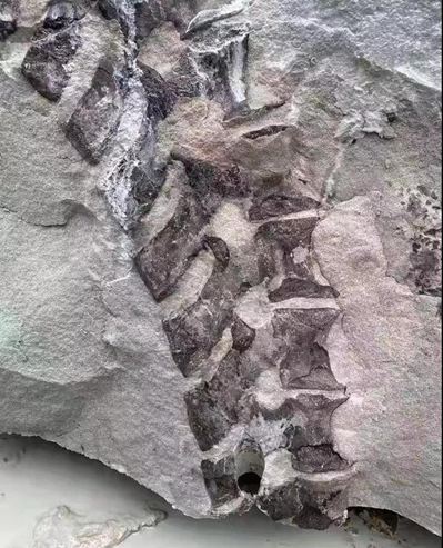 四川隆昌青石礦山挖出古生物化石,專家初步分析為恐龍化石!