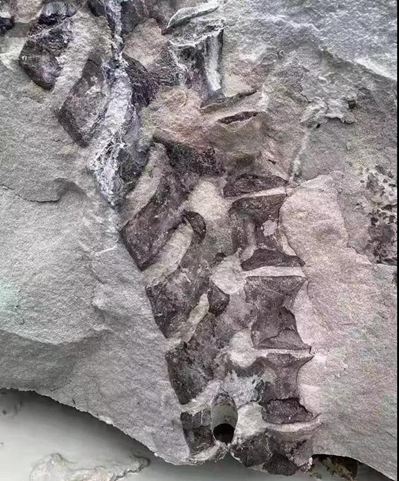 四川隆昌青石礦山挖出古生物化石,專家初步分析為恐龍化石!