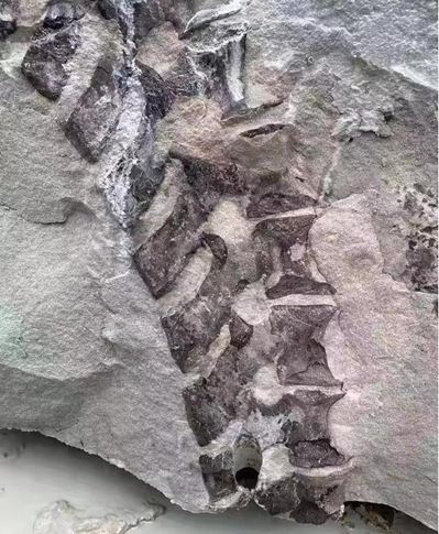 四川隆昌青石礦山挖出古生物化石,專家初步分析為恐龍化石!