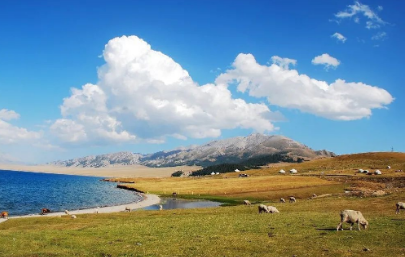 新疆卡麥產地奇臺卡麥產區