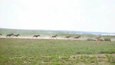 新疆卡麥產地奇臺卡麥產區